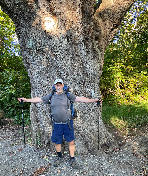 Dover Oak