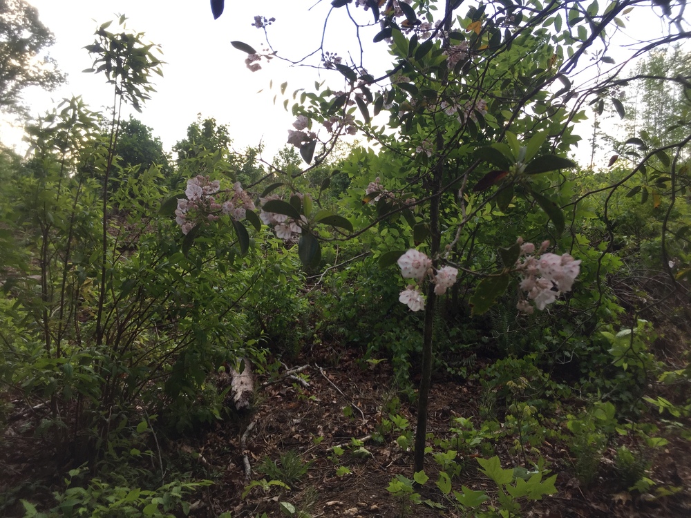 Mountain laurel in bloom