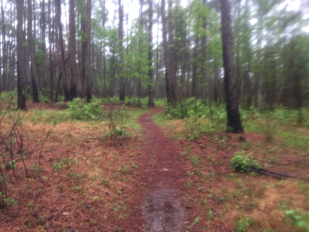 Pine forest, great walking on soft pine needles