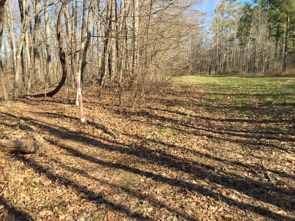 Mature hardwoods and food plots on Game Lands