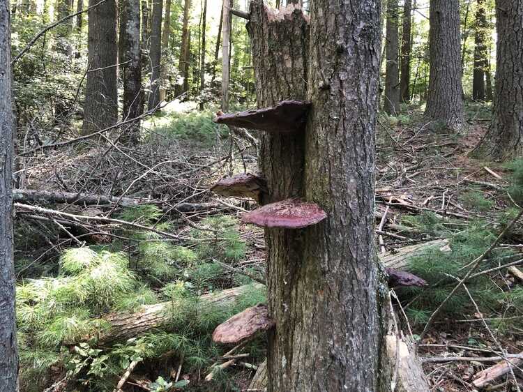Near South Laurel Fork Rd
